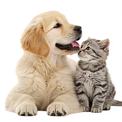 Dog and kitten in a friendly pose – transparent PNG