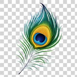 Peacock feather Mor Pankh PNG transparent