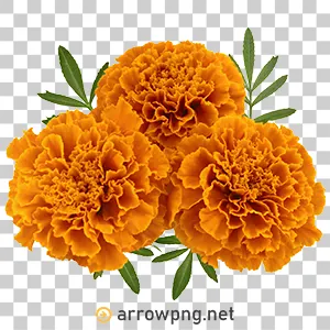 Genda Phool Marigold Flower PNG Art